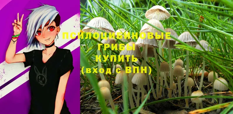 Псилоцибиновые грибы Magic Shrooms  Дмитриев 